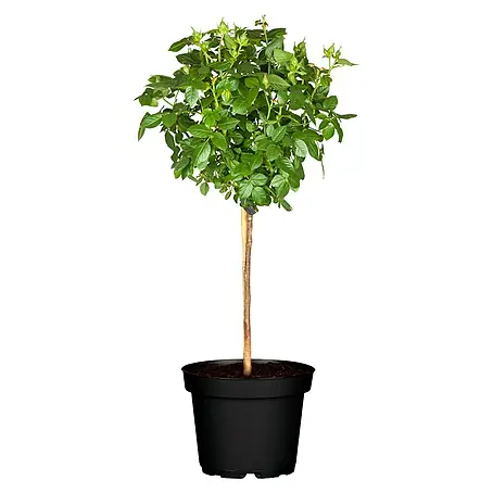 Piardino  Rosenstämmchen