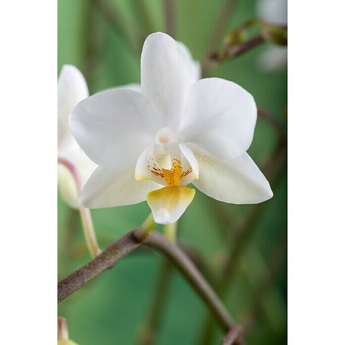 Phalaenopsis hybride12 Multiflora i.F.