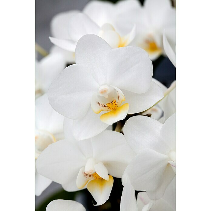 Phalaenopsis hybride12 Multiflora i.F.