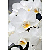 Phalaenopsis hybride12 Multiflora i.F.