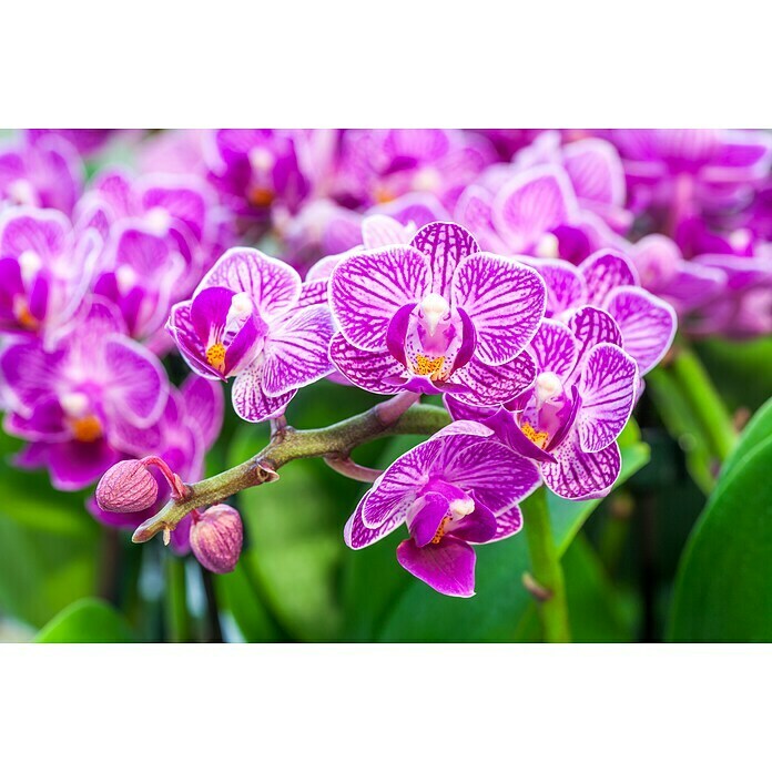 Phalaenopsis hybride12 Multiflora i.F.