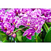 Phalaenopsis hybride12 Multiflora i.F.