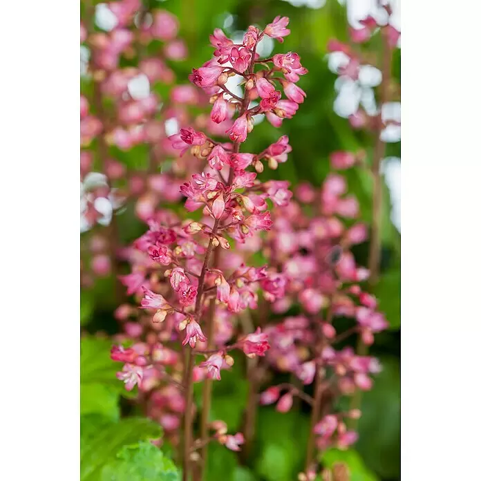 Piardino Purpurglöckchen - Heuchera Hybride in Sorten, Topfgröße: 23 cm, Sortenabhängig - Detailaufnahme