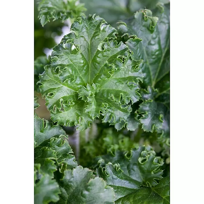 Piardino Purpurglöckchen - Heuchera Hybride in Sorten, Topfgröße: 23 cm, Sortenabhängig - Detailaufnahme