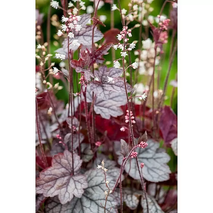Piardino Purpurglöckchen - Heuchera Hybride in Sorten, Topfgröße: 23 cm, Sortenabhängig - Detailaufnahme