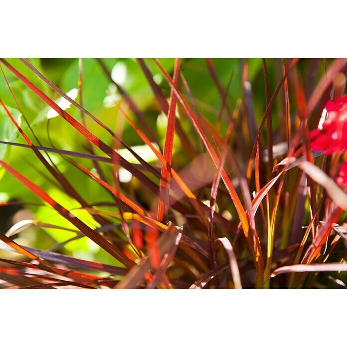Pennisetum setaceum Rubrum 2
