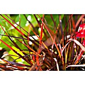 Pennisetum setaceum Rubrum 2