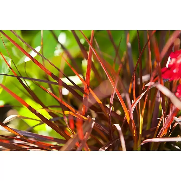 Piardino Federborstengras - Pennisetum advena rubrum, Topfgröße: 17 cm - Detailaufnahme