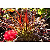 Pennisetum setaceum Rubrum 2