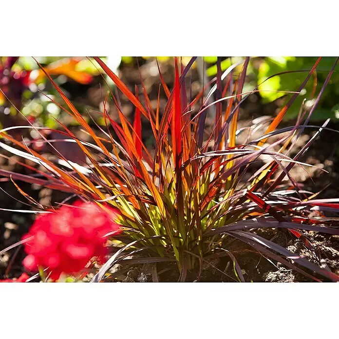 Piardino Federborstengras - Pennisetum advena rubrum, Topfgröße: 17 cm - Detailaufnahme