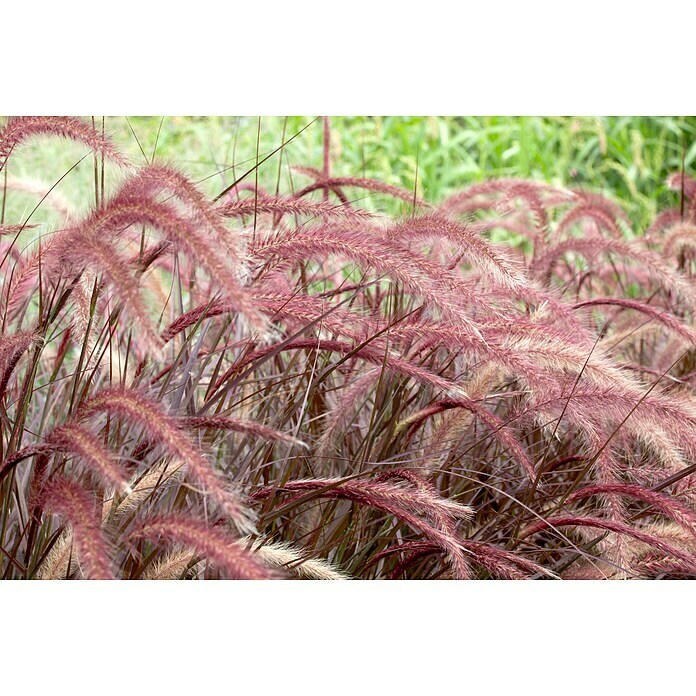 Pennisetum setaceum Rubrum 2