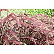Pennisetum setaceum Rubrum 2