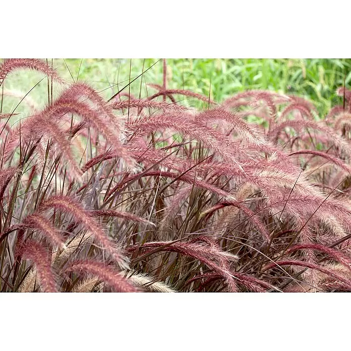 Piardino Federborstengras - Pennisetum advena rubrum, Topfgröße: 17 cm - Detailaufnahme