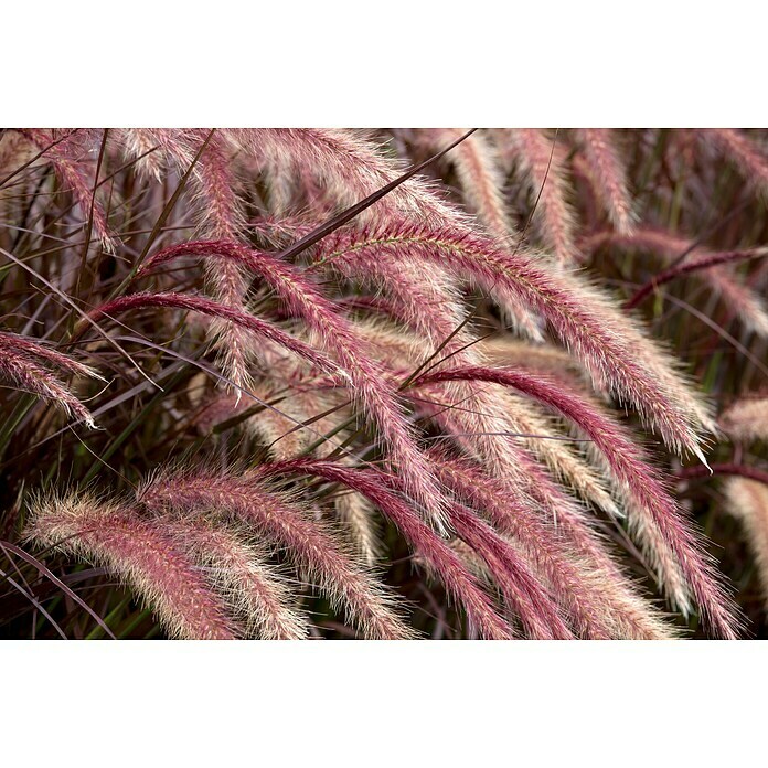 Pennisetum setaceum Rubrum 2