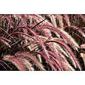 Pennisetum setaceum Rubrum 2