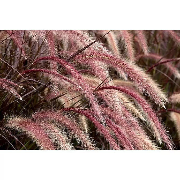 Piardino Federborstengras - Pennisetum advena rubrum, Topfgröße: 17 cm - Detailaufnahme