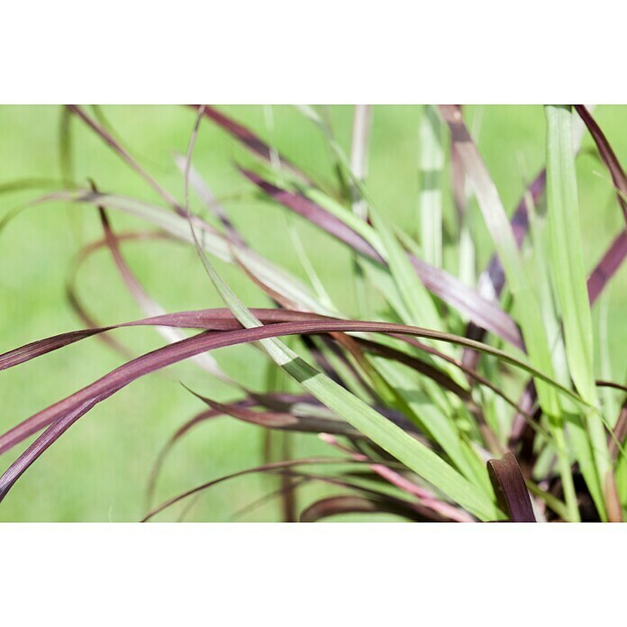 Pennisetum setaceum Rubrum 2