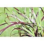 Pennisetum setaceum Rubrum 2