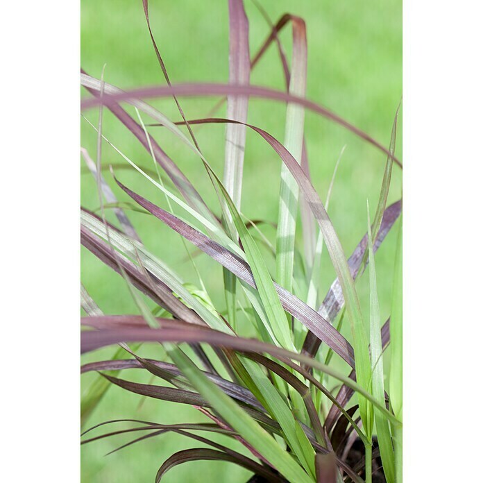 Pennisetum setaceum Rubrum 2