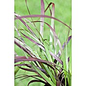 Pennisetum setaceum Rubrum 2