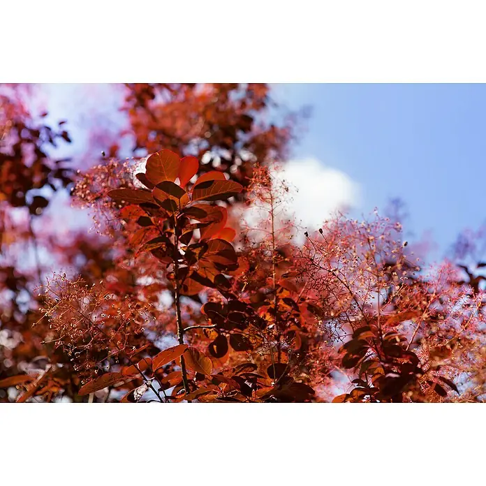 Piardino Perückenstrauch - Cotinus coggygria 'Royal Purple', Topfvolumen: 4 l, Schwarz-Rot - Nahaufnahme eines leuchtend rot gefärbten Perückenstrauchs mit blauem Himmel im Hintergrund, der seine lebendige Farbe hervorhebt.