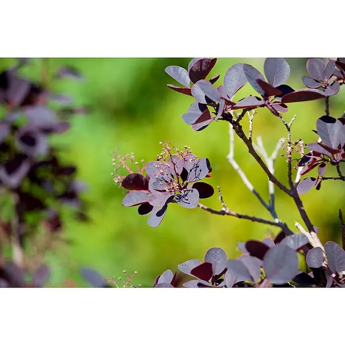 Piardino Perückenstrauch - Cotinus coggygria 'Royal Purple', Topfvolumen: 4 l, Schwarz-Rot - Nahaufnahme eines Perückenstrauchs mit seinen charakteristischen, dunkelroten Blättern, die im Sonnenlicht leuchten. Die Pflanze ist ein echter Hingucker.