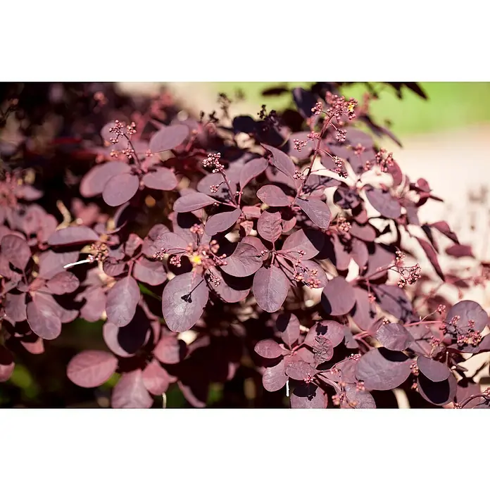 Piardino Perückenstrauch - Cotinus coggygria 'Royal Purple', Topfvolumen: 4 l, Schwarz-Rot - Nahaufnahme von einem Roten Perückenstrauch mit seinen purpurroten Blättern und Knospen, der im Sonnenlicht eine elegante Erscheinung bietet.