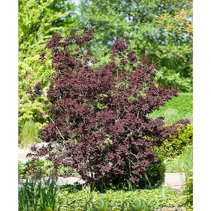 Piardino Perückenstrauch - Cotinus coggygria 'Royal Purple', Topfvolumen: 4 l, Schwarz-Rot - Hübscher dunkelroter Rauchbusch in einem Garten mit grünen Pflanzen im Hintergrund.