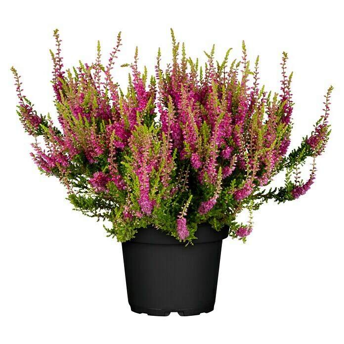 Calluna vulgaris 11 Dark Beauty