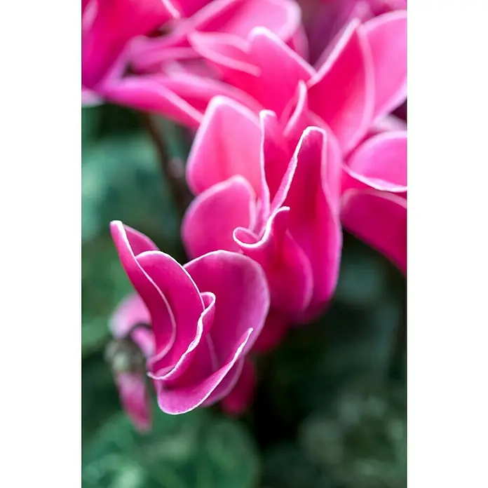 Piardino Ciclamen persicum - Cyclamen persicum 'Fantasia', Tamaño de maceta: 14 cm, Blanco - Primer plano de una vibrante flor de ciclamen rosa con delicados bordes blancos y pétalos rizados sobre un fondo verde.