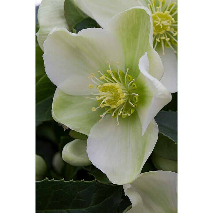 Piardino Christrose 6er PackHelleborus in Sorten, Topfgröße: 9 cm, Sortenabhängig Detail Shot