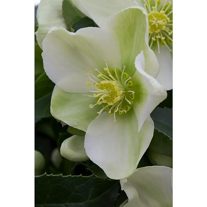 Piardino Christrose im Korb - Helleborus, Topfgröße: 19 - Nahaufnahme einer eleganten, weißen Christrose mit grünen Akzenten und zarten Staubgefäßen, die ihre filigrane Schönheit hervorhebt.