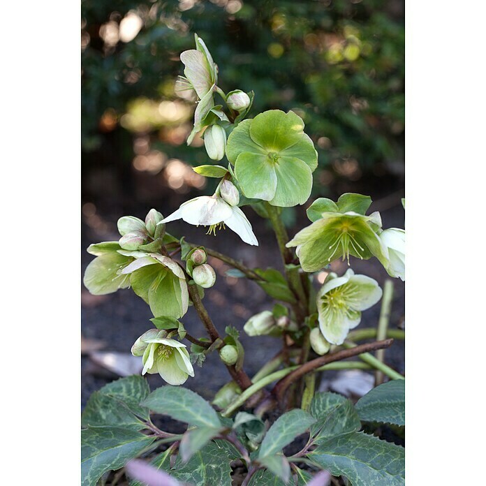 Piardino ChristroseHelleborus niger, Topfgröße: 19 cm, Sortenabhängig Detail Shot