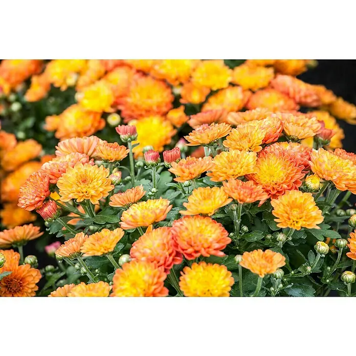 Piardino crisantemo multiflor - Dendranthema multiflora, Tamaño de maceta: 12 cm, Multicolor - Primer plano de un exuberante campo de crisantemos naranjas que muestran su plena floración.