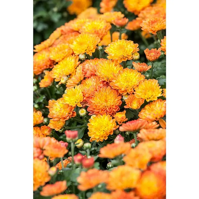 Piardino crisantemo multiflor - Dendranthema multiflora, Tamaño de maceta: 12 cm, Multicolor - Primer plano de flores de crisantemo naranja con reflejos amarillos, creando un ambiente cálido y otoñal.