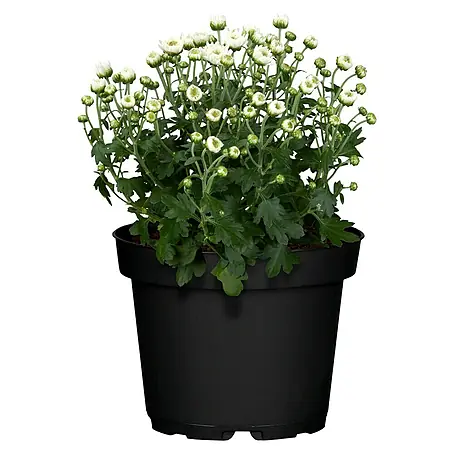 Piardino  crisantemo multiflor