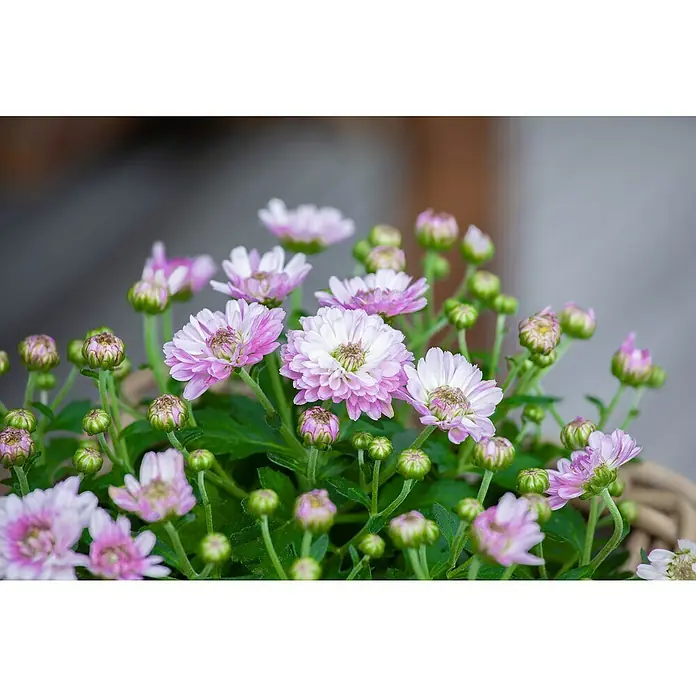 Piardino crisantemo multiflor - Dendranthema multiflora, Tamaño de maceta: 12 cm, Multicolor - Primer plano de una maceta de delicados crisantemos rosas y blancos, salpicada de capullos verdes.