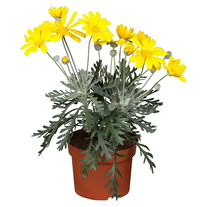 Margarita Amarilla - Euryops pectinatus, Tamaño de maceta: 18 cm - La imagen muestra una planta de margarita con flores amarillas brillantes en una maceta marrón sobre un fondo negro.