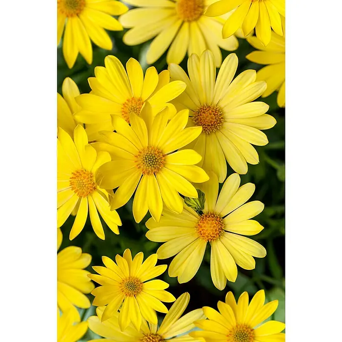Margarita Amarilla - Euryops pectinatus, Tamaño de maceta: 18 cm - Un primer plano de vibrantes margaritas amarillas sobre un fondo verde, que muestra delicados pétalos y detalles intrincados.