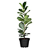 Ficus Lyrata 24 Lyrata