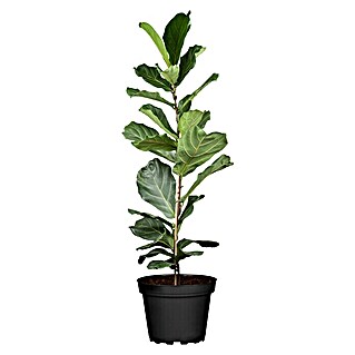 Piardino Geigenfeige (Ficus lyrata, Topfgröße: 24 cm)