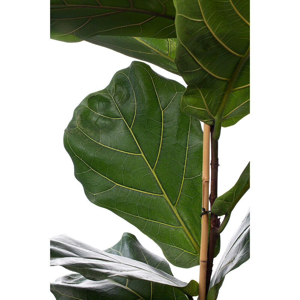 kentia palme im sommer drauen Hydro Kingsize Kentia Palme 110-120cm  Green Me Up