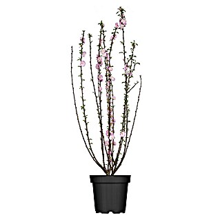 Piardino Mandelbaum (Prunus triloba, Topfgröße: 10 cm)
