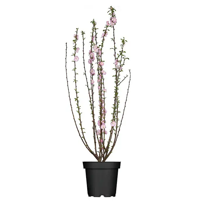 Piardino Mandelbaum - Prunus triloba, Topfgröße: 10 cm - Topfpflanze mit zarten rosa Blüten und feinen grünen Blättern, die eine elegante und natürliche Dekoration darstellt.