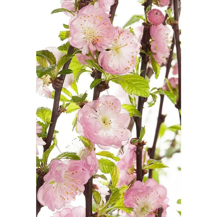 Piardino MandelbaumPrunus triloba, Topfgröße: 10 cm - Nahaufnahme eines Zierstrauchs mit zarten rosa Blüten und frischen grünen Blättern an dunklen Zweigen, ideal für den Garten.