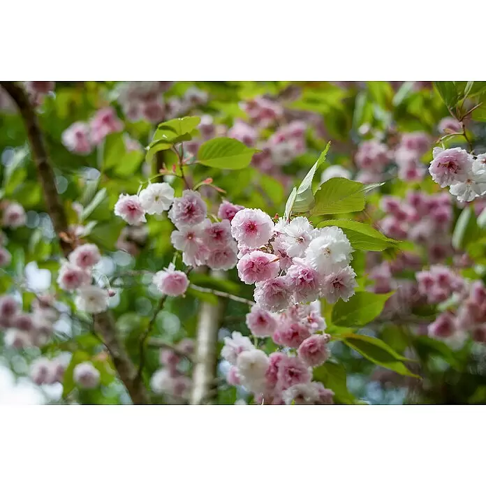 Piardino Mandelbaum - Prunus triloba, Topfgröße: 10 cm - Detailaufnahme