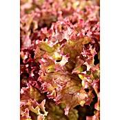 Lactuca sativa LolloRosso 14 Lollo Ross