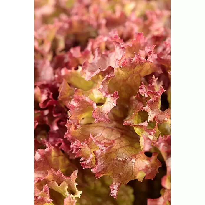 Piardino Pflücksalat - Rosettenartig, Sonnig - Detailaufnahme