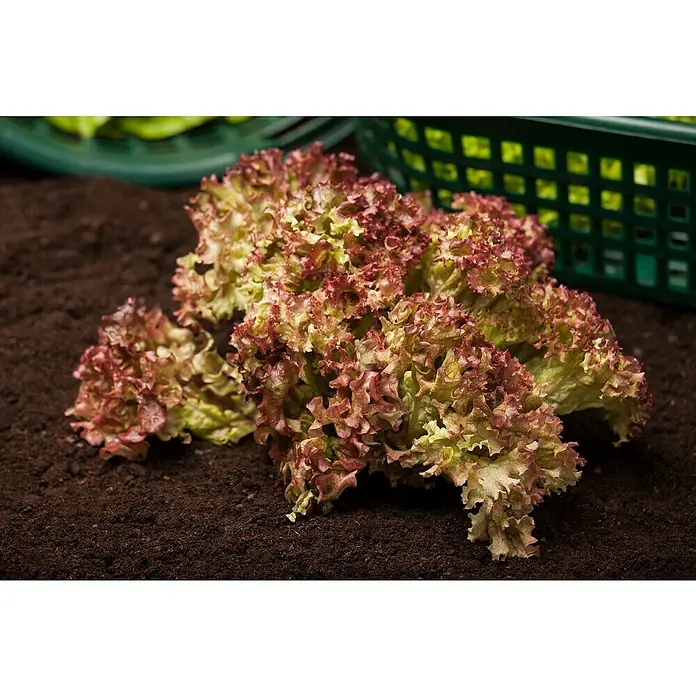 Piardino Pflücksalat - Rosettenartig, Sonnig - Nahaufnahme einer roten, krausen Salatsorte auf dunkler Erde, ein Korb im Hintergrund. Frisch und bereit für eine gesunde Mahlzeit.