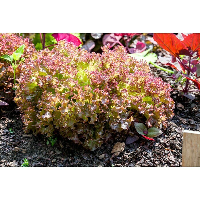 Lactuca sativa LolloRosso 14 Lollo Ross
